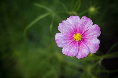 Close-up of pink flower blooming outdoors