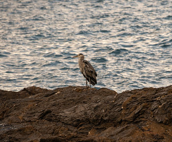 Bird perching on rock