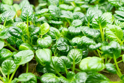 Full frame shot of fresh green leaves