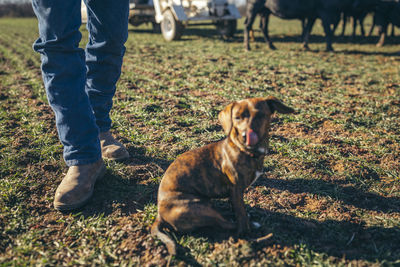 Low section of man by dog on field