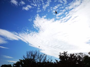 Low angle view of bird flying in sky