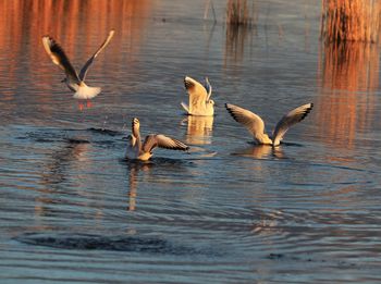 Seagulls flying over lake