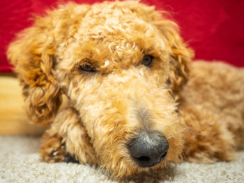Close-up of dog lying down