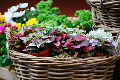 Close-up of plants in basket