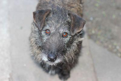 Close-up portrait of a dog