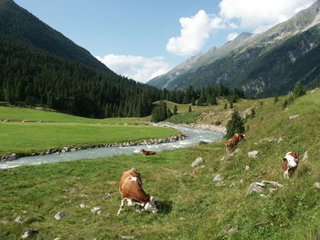 Scenic view of cattle grazing beside river against cloudy sky