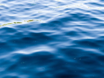 Close-up of jellyfish swimming in sea