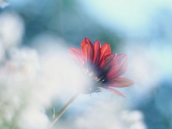 Close-up of red flowers