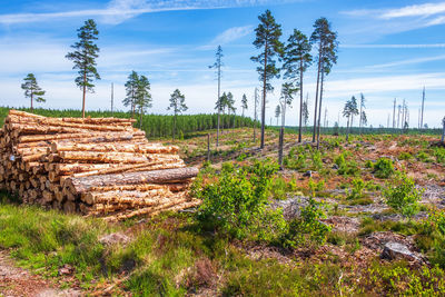 Stack of logs on field against sky