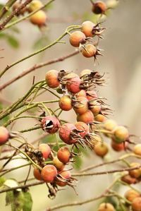 Close-up of berries growing on tree