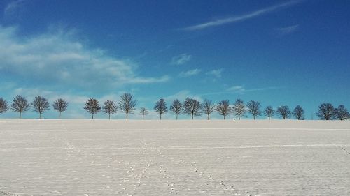 Bare trees on landscape against blue sky