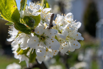 Close-up of white cherry blossom