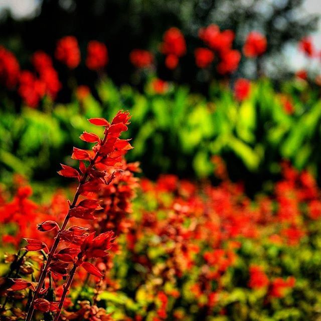 red, flower, growth, freshness, fragility, focus on foreground, plant, beauty in nature, petal, nature, blooming, poppy, flower head, close-up, selective focus, field, in bloom, stem, day, botany