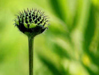 Close-up of dandelion