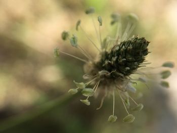 Close-up of flower