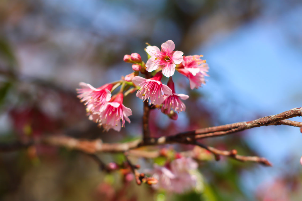 CLOSE-UP OF PINK CHERRY BLOSSOMS ON TREE