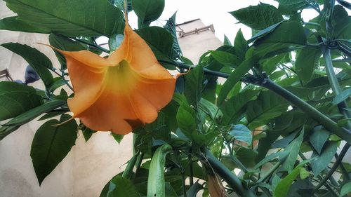 Low angle view of orange tree against sky