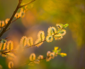 Beautiful willow branches with spring blossoms during morning hours. seasonal scenery of europe.