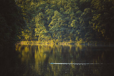 Trees by lake in forest