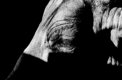 Close-up of horse against black background