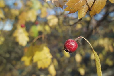 Close-up of red berries growing on tree