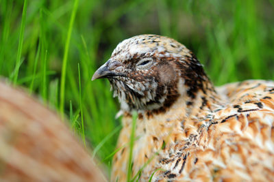 Portrait of a laying quail in green grass