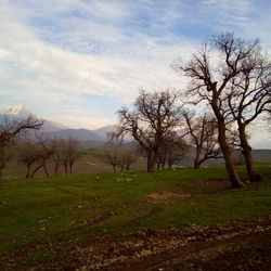 Trees on landscape against sky