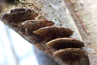 Close-up of pine cone on tree