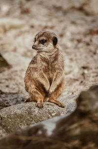 Squirrel sitting on rock