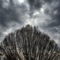 Low angle view of trees against cloudy sky