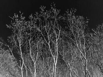 Low angle view of bare trees against sky at night