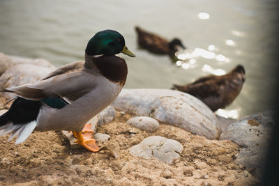 Close-up of duck on rock by lake