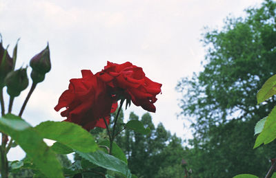 Low angle view of red rose blooming against sky