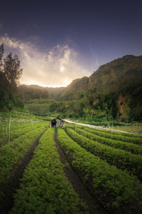 Scenic view of agricultural field against sky