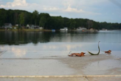 View of fallen leaves along a lakeside infinity pool