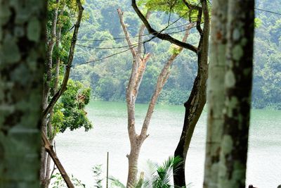 Scenic view of lake against trees