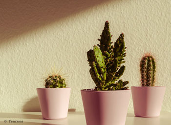 Close-up of potted plant on table at home
