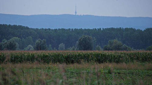 Scenic view of field against sky