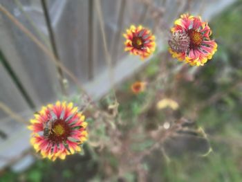 Close-up of pink daisy flower