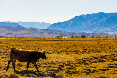 Scenic view of field against mountain