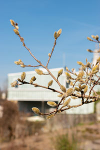 plant