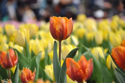 Close-up of orange tulips in field