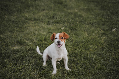 Portrait of dog running on grassy field