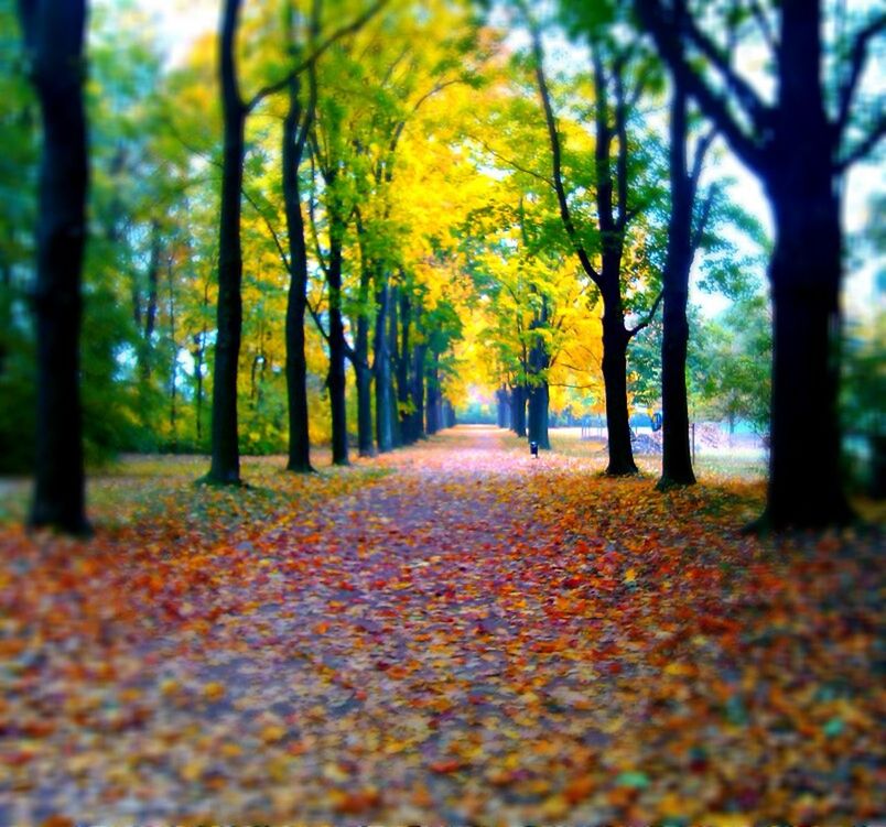 autumn, tree, change, season, the way forward, leaf, diminishing perspective, tranquility, nature, beauty in nature, orange color, tranquil scene, surface level, vanishing point, fallen, yellow, growth, scenics, forest, treelined