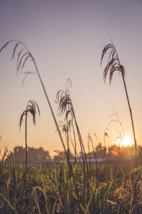 Close-up of stalks in field against sunset sky