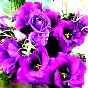 Close-up of purple flower