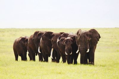 Elephants standing on land