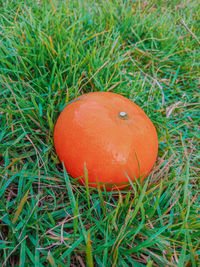 Close-up of orange fruit on field