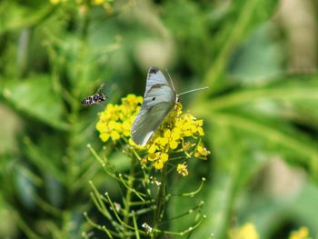 Close-up of butterfly pollinating on flower