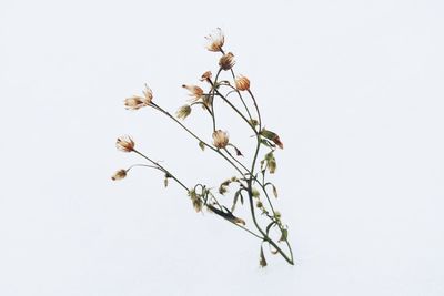 Low angle view of flowers on branch